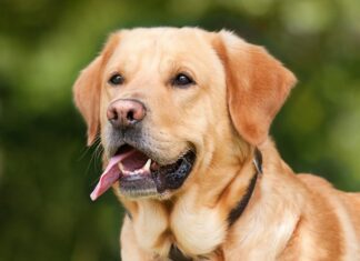Co powinno się wiedzieć o labradorach?