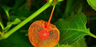 Jak jest physalis?