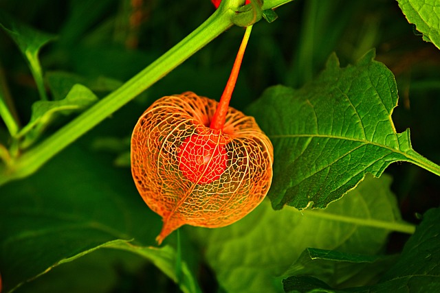 Jak jest physalis? Jak jest physalis?