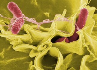 Czy w mięsie z Biedronki jest salmonella?