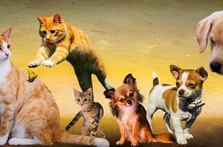 Jak długo żyją psy rasy shih tzu?