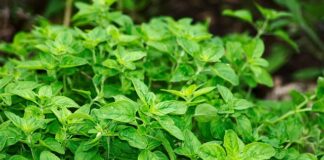 Z czym nie łączyć oregano?