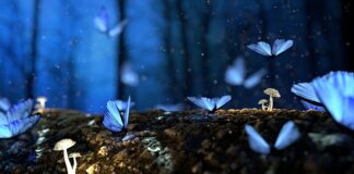 Jak długo gotować grzyby do słoików?