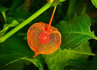 Czy Physalis jest jadalny?