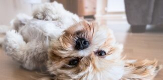 Dlaczego shih tzu dziwnie charczy?