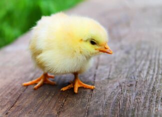 Który kurczak jest najzdrowszy?