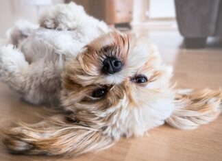 W jakim wieku shih tzu jest dorosły?