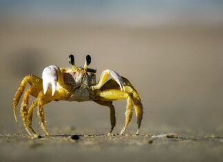 Czy krab może uciąć palca?